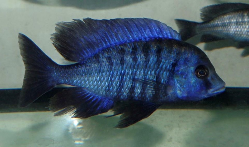 Protomelas annectens 'Manda'